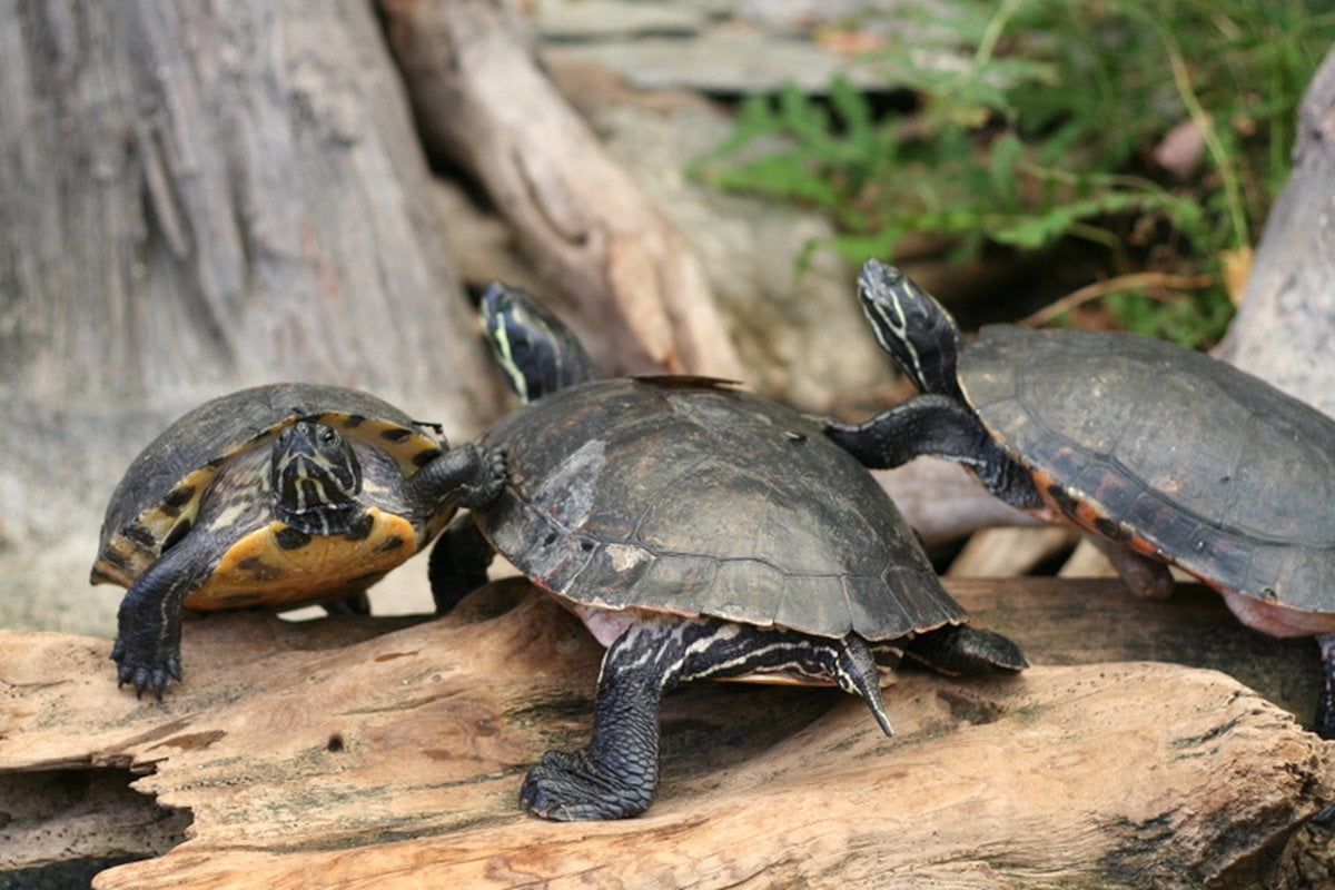 North Carolina Aquariums - Gallery Image 2